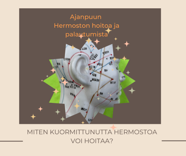 ajanpuu miten kuormittunutta hermostoa voi hoitaa stressihoito hemmotteluhoito työnohjaus jyväskylä etä kuvassa hermostoa hoitavat akupunktiopisteet